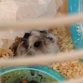 ジャンガリアンの雌、生後6ヶ月