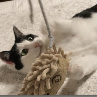 うーちゃん。白黒美人、1歳8ヶ月