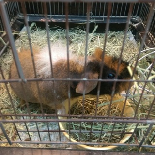 【募集一時中断】　スキニーモルモット　男の子