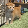 ミケ他3匹 さん