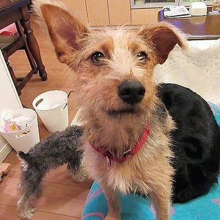 元気いっぱい　テリアミックスの女の子アリー