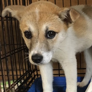 ♀129 ミックスの子犬里親募集です！