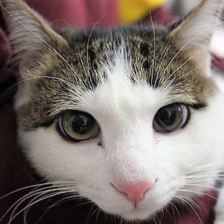 人懐こい白サバハンサム　トム君