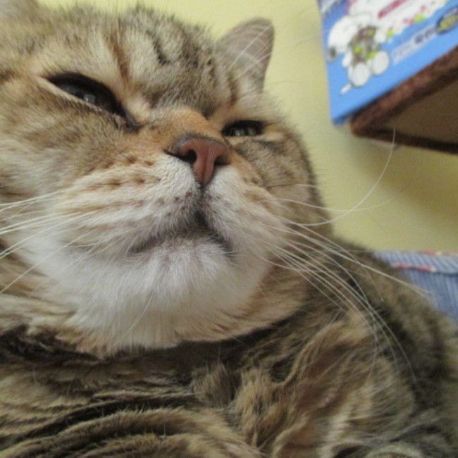 パテトラ９のカバー写真