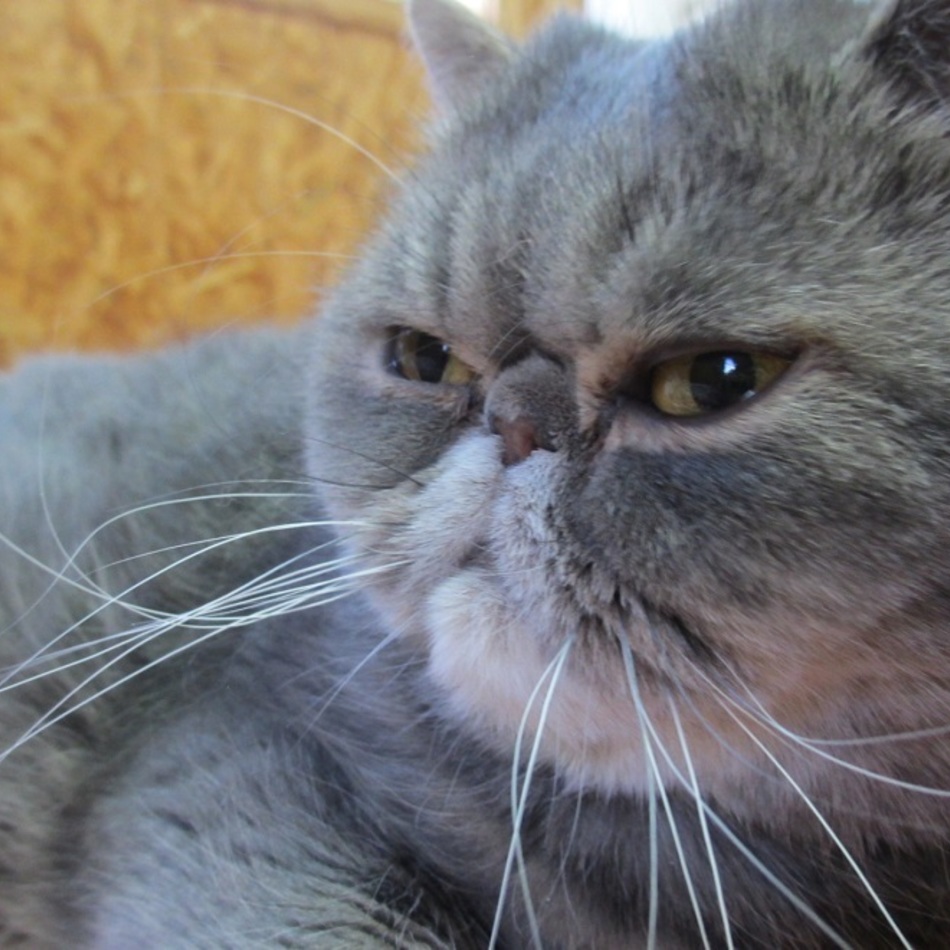 ジャモのカバー写真