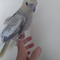 オカメインコのメス