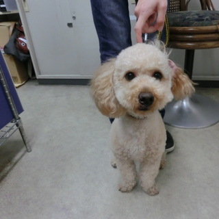 ポン吉♂（トイ・プードル）
