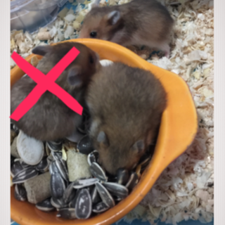 シリアンハムスター