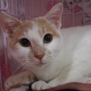 一旦停止！可愛い顔の男の子☆きなこ☆