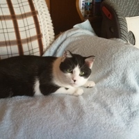 ちびもうちゃん