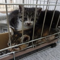 ３匹の子猫の里親募集