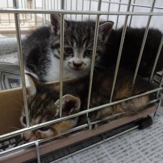 ３匹の子猫の里親募集