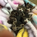 ４月に生まれた５匹の子猫の里親募集！