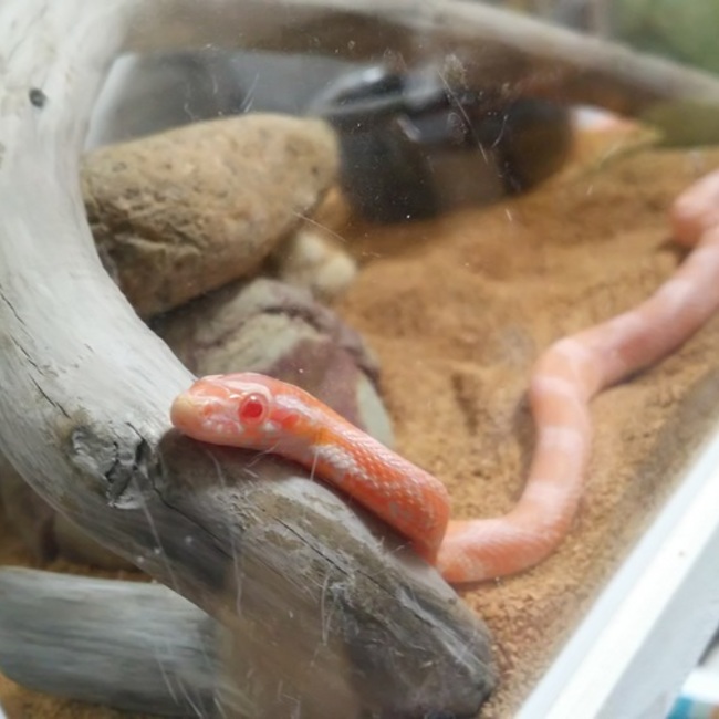 ｺﾝｺﾝのカバー写真