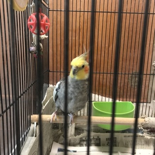 ありがとうございました！里親さんが決まりました。