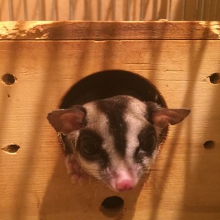 フクロモモンガ里親募集