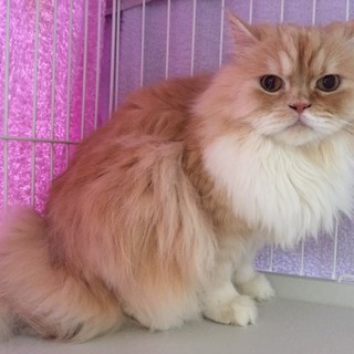 ペルシャ・男の子