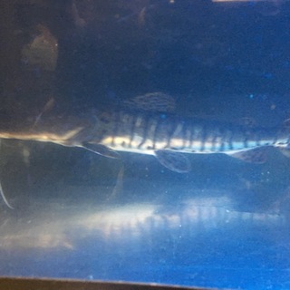 タイガーシャベルノーズキャット40センチ前後