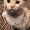 はっぴーねこちゃん さん
