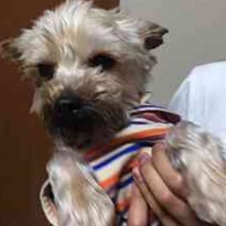 穏やかヨーキー♂天草(あまくさ)