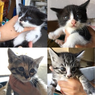1ヶ月と2週間の子猫達。
