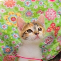 生後2ヶ月　ｷｼﾞ柄三毛猫ちゃん
