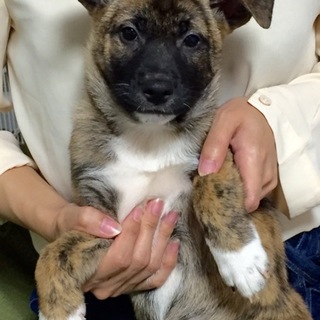 里親決定。サスケ君2ヶ月ワクチン済