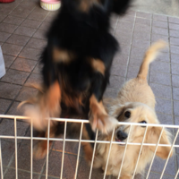 ショコラ