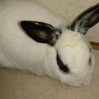 ミニウサギ男の子　里親募集中