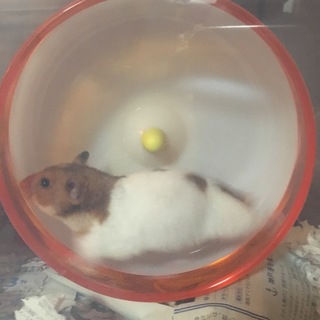 ゴルハム譲渡完了