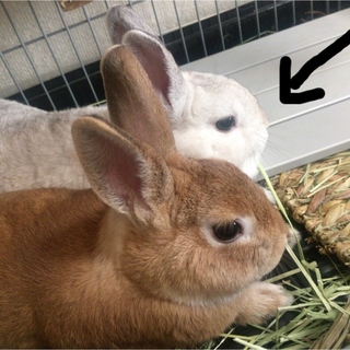 白のミニうさぎ里親様募集