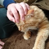 里親募集です サムネイル2