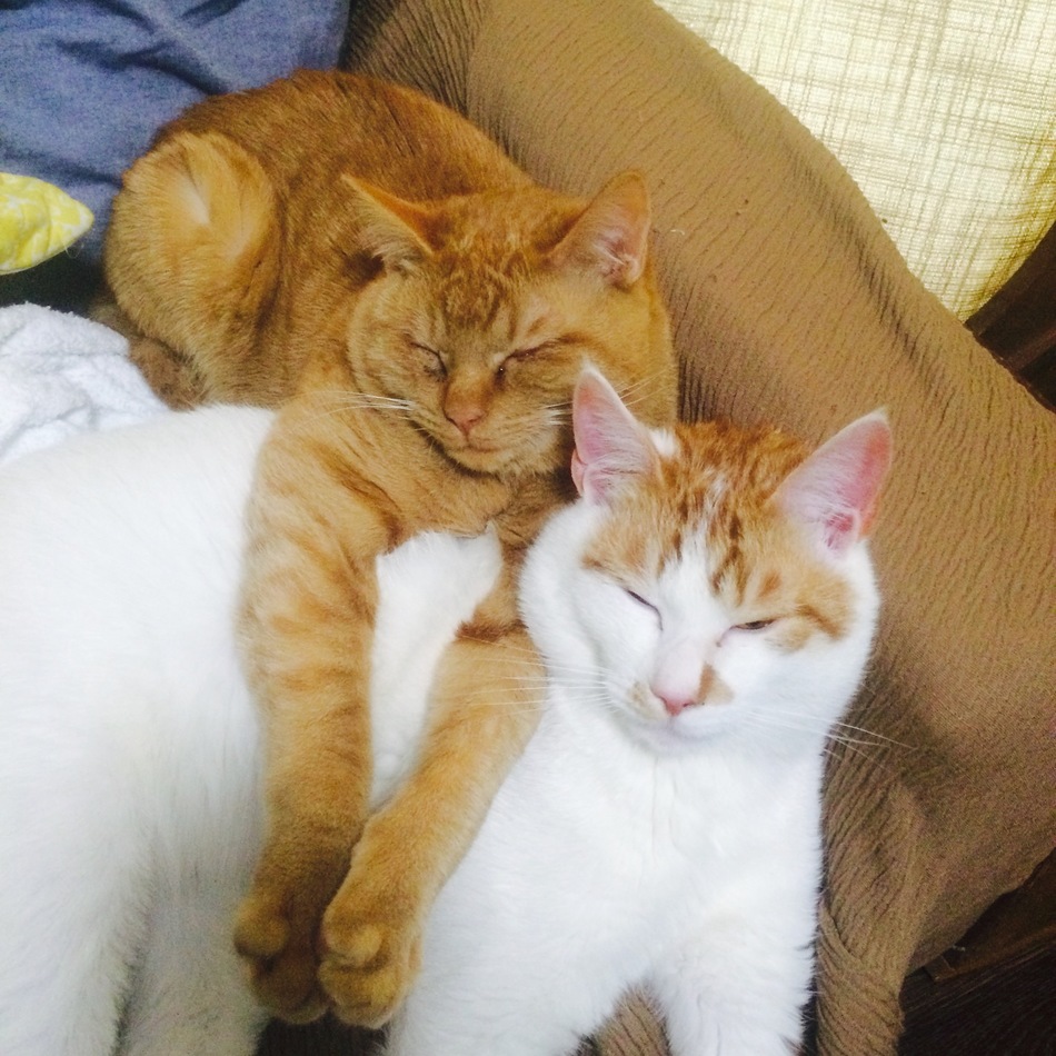 しらすのカバー写真