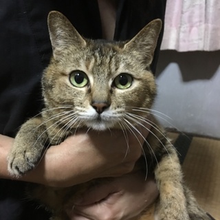ありがとうございます。鈴ちゃん避妊済