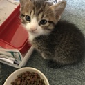 子猫里親さん募集します