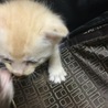 なんだにゃ