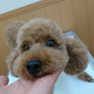 もちゃの家族を探しています