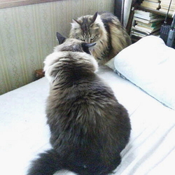 「久々に取っ組み合いの大喧嘩！」サムネイル1