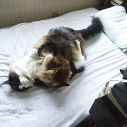 「久々に取っ組み合いの大喧嘩！」サムネイル2