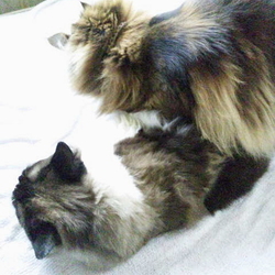 「久々に取っ組み合いの大喧嘩！」サムネイル3