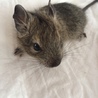 デグーの赤ちゃん里親様募集  サムネイル7