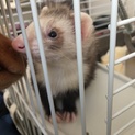 カナディアンフェレット