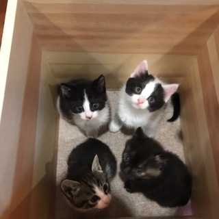 一旦停止1ヶ月白黒♂白黒サビキジ白♀2匹の方優先で