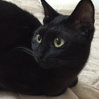 黒猫ちゃん