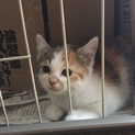 仔猫の里親募集