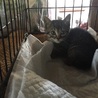 仔猫の里親募集 サムネイル2