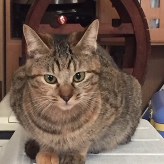 とても懐っこいキジトラちゃん