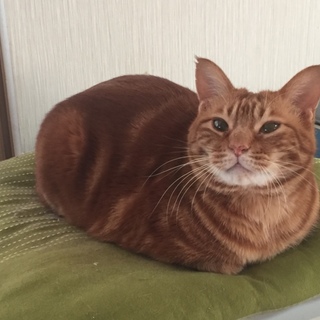 チョビ君
