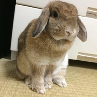 アンジェちゃん