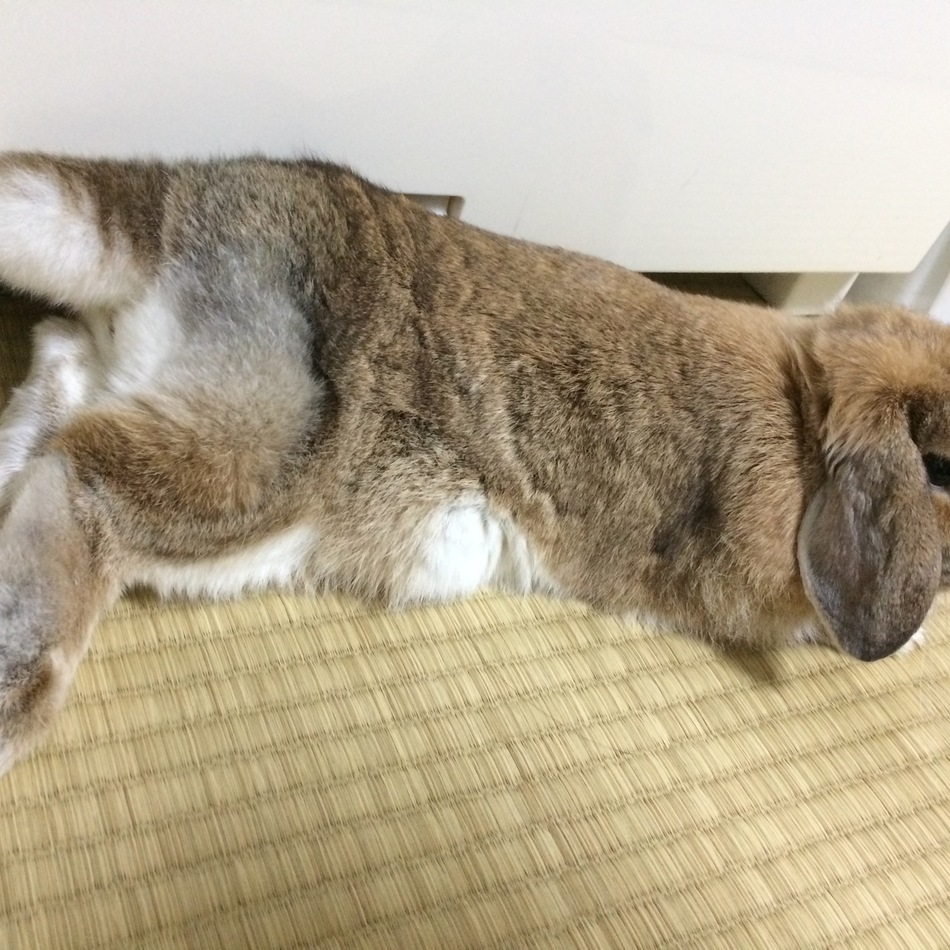 アンジェちゃんのカバー写真